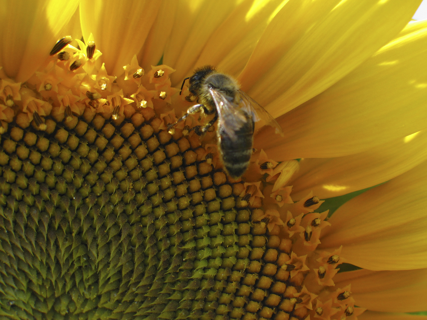 Biene auf Sonnenblume