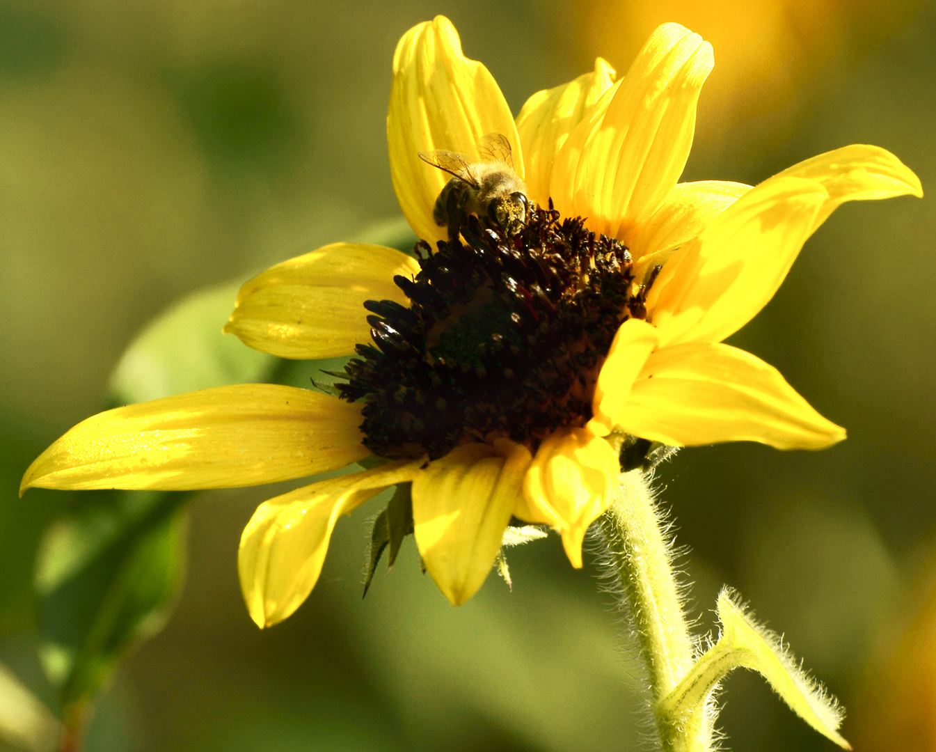 Biene auf Sonnenblume ? ? ?