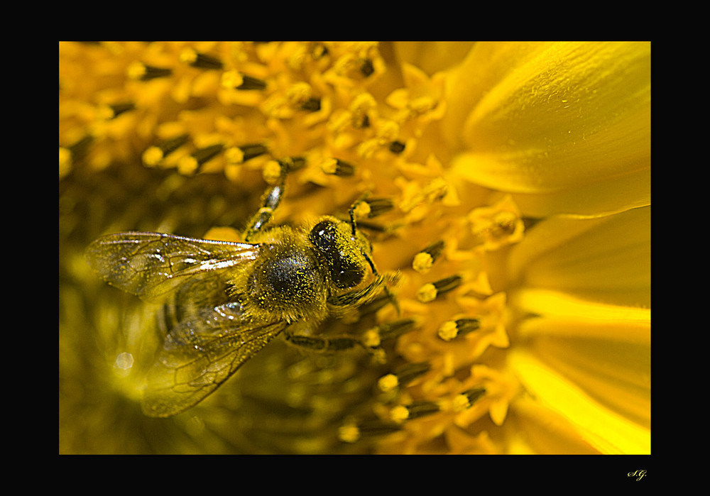 Biene auf Sonnenblume