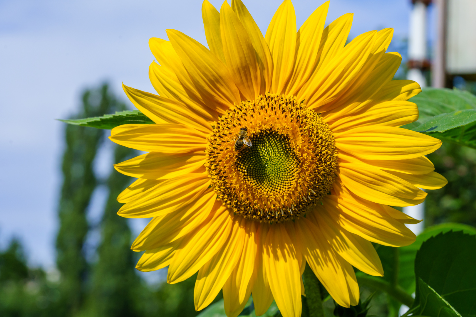 Biene auf Sonnenblume