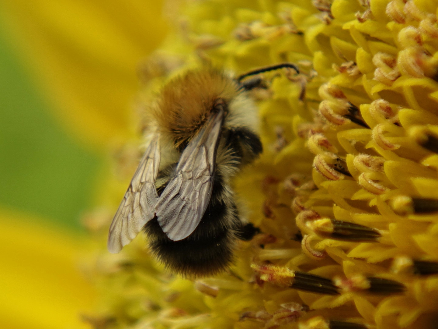 Biene auf Sonnenblume