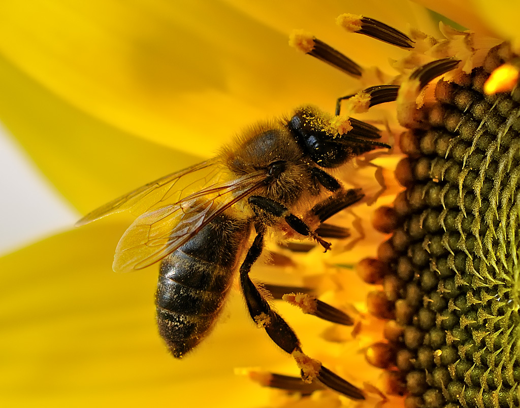 Biene auf Sonnenblume