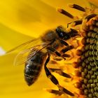 Biene auf Sonnenblume