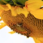 Biene auf Sonnenblume