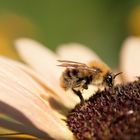 Biene auf Sonnenblume