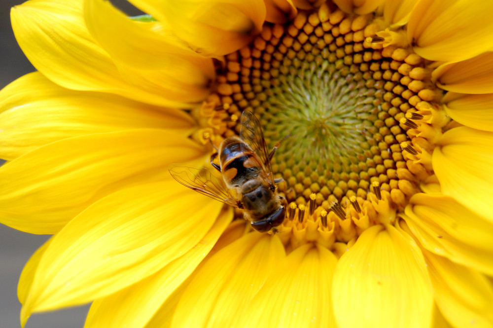 Biene auf Sonnenblume