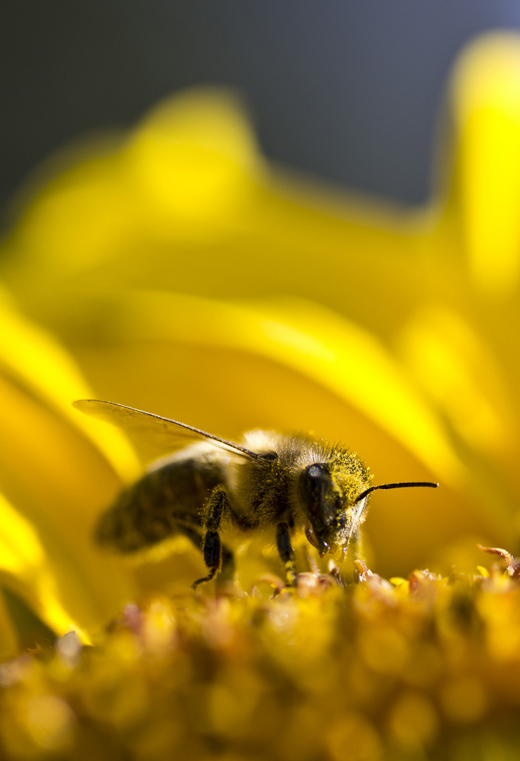 Biene auf Sonnenblume