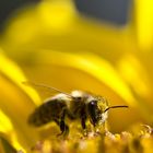 Biene auf Sonnenblume