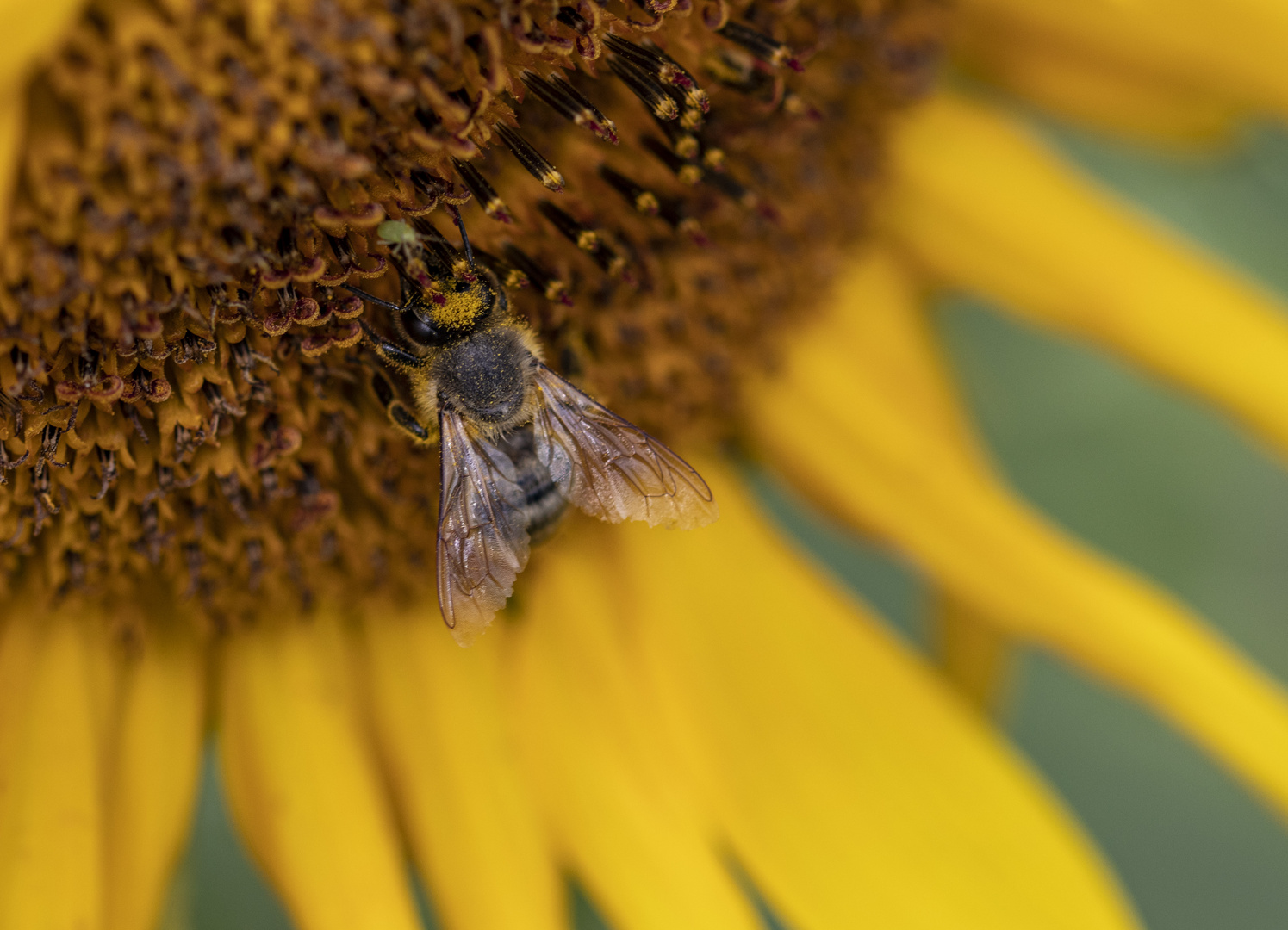 Biene auf Sonnenblume, hatte keine Serviette zum abwischen