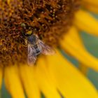 Biene auf Sonnenblume, hatte keine Serviette zum abwischen