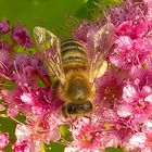 Biene auf Spiraea Japonica