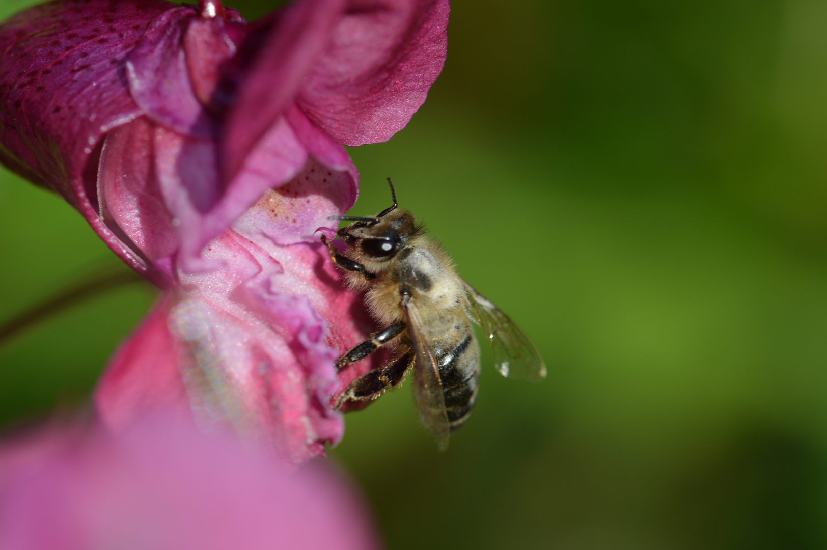 Biene auf Springkrautblüte