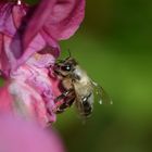 Biene auf Springkrautblüte