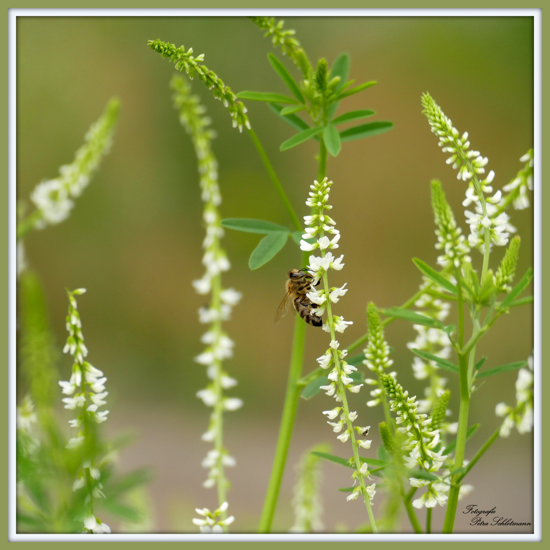 °°°° Biene auf Steinklee °°°°