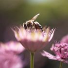 Biene auf Sterndolde (f/1.8)