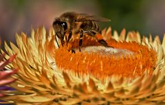 Biene auf Strohblume