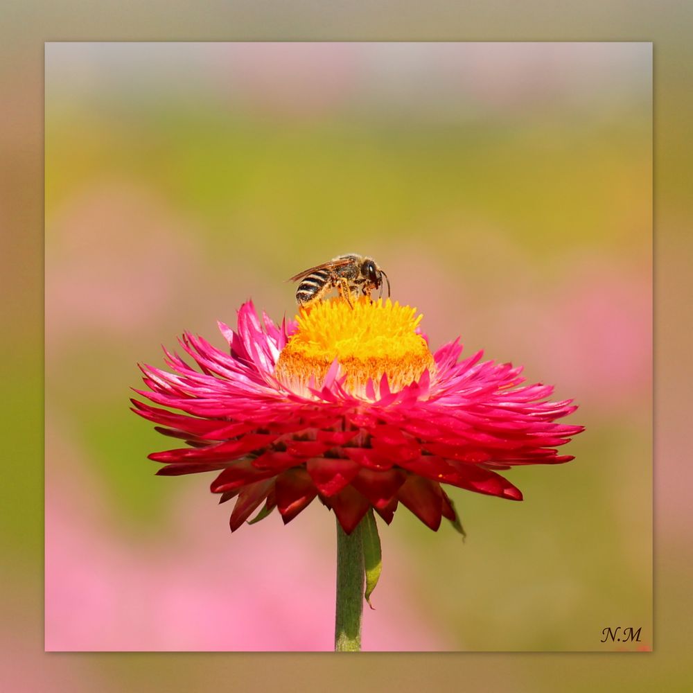 Biene auf Strohblume