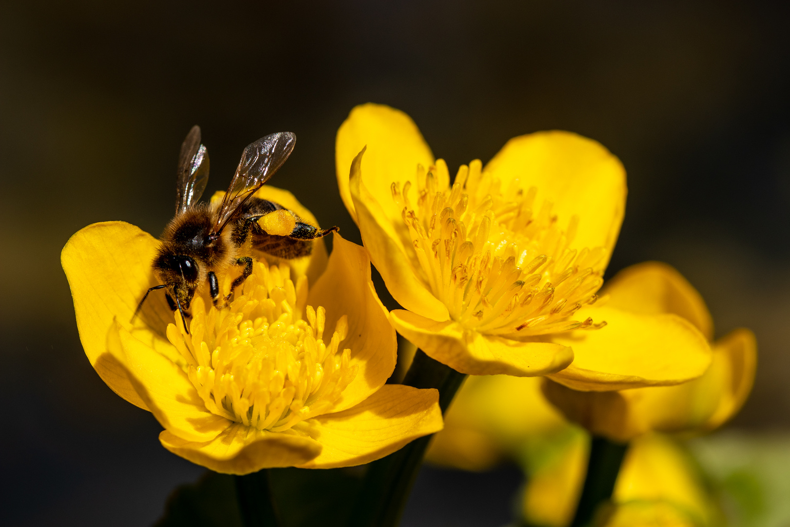 Biene auf Sumpfdotterblume Foto & Bild jahreszeiten, frühling, teich