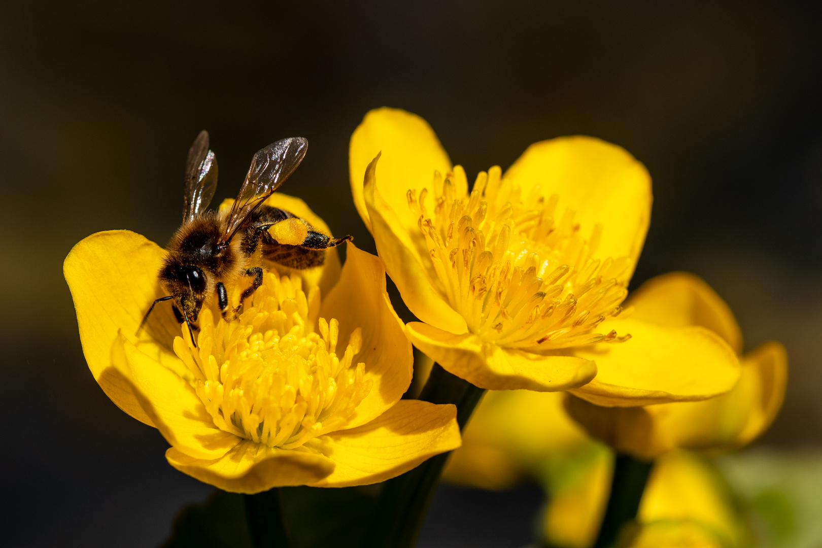 Biene auf Sumpfdotterblume