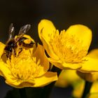 Biene auf Sumpfdotterblume