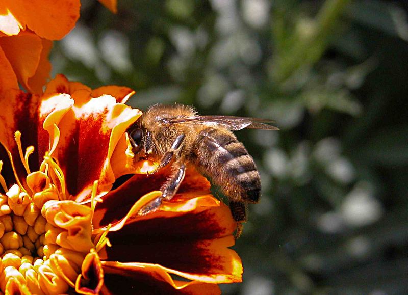 Biene auf Tagetes