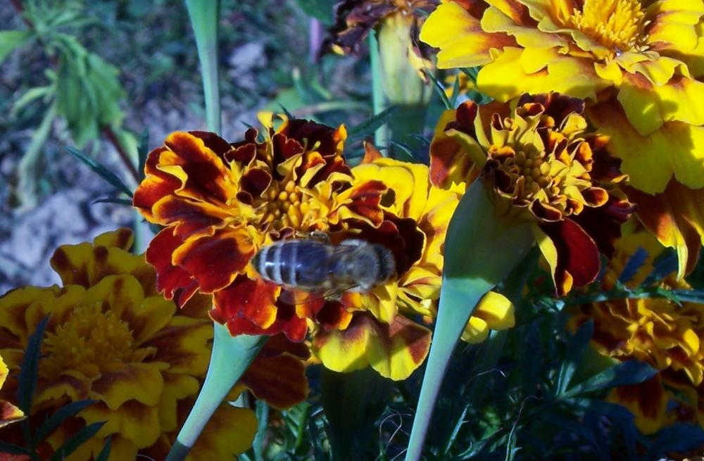 Biene auf Tagetes