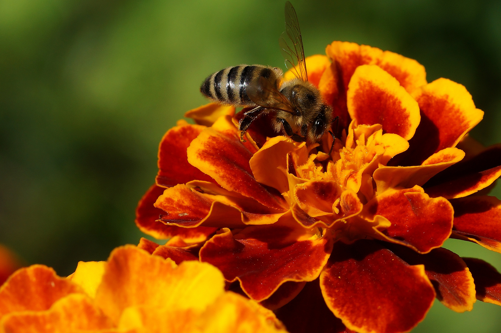 Biene auf Tagetes.