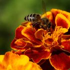 Biene auf Tagetes.