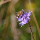 Biene auf Teufelsabbiss