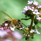 Biene auf Thymianblüte