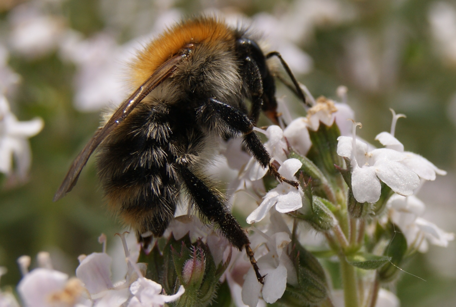 Biene auf thymianblüte