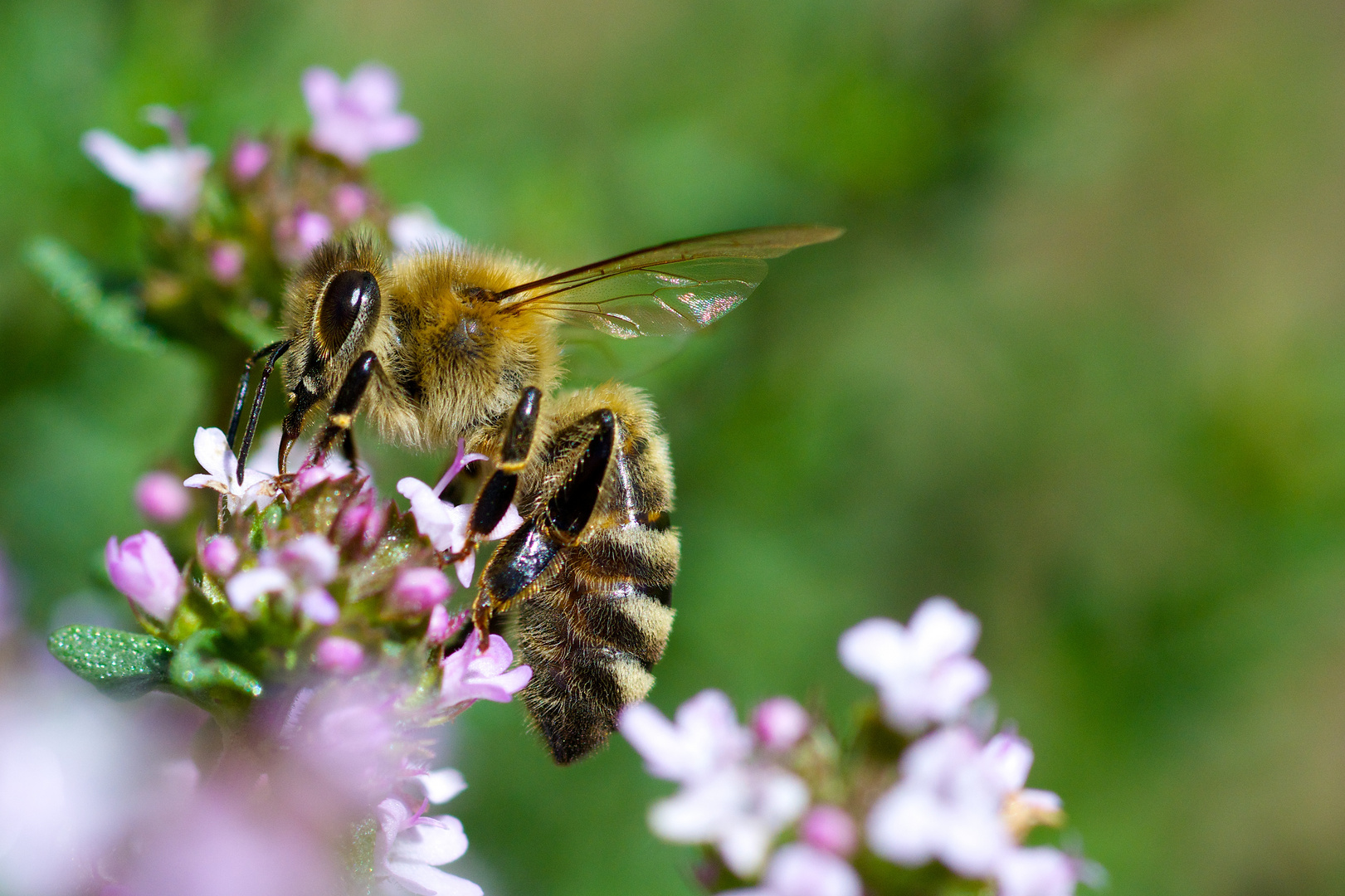 Biene auf Thymianblüte ll