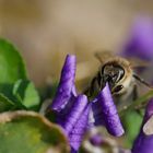 Biene auf Veilchen