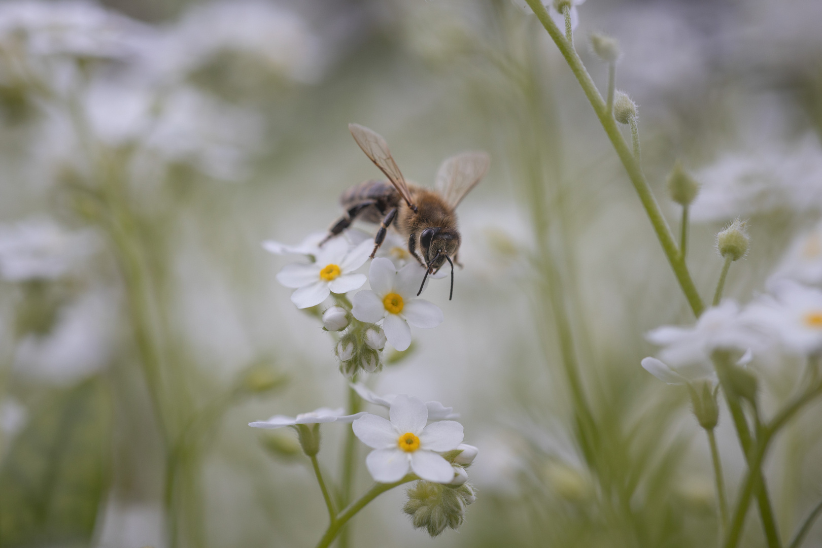 Biene auf Vergissmeinnicht 