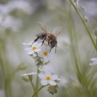 Biene auf Vergissmeinnicht 