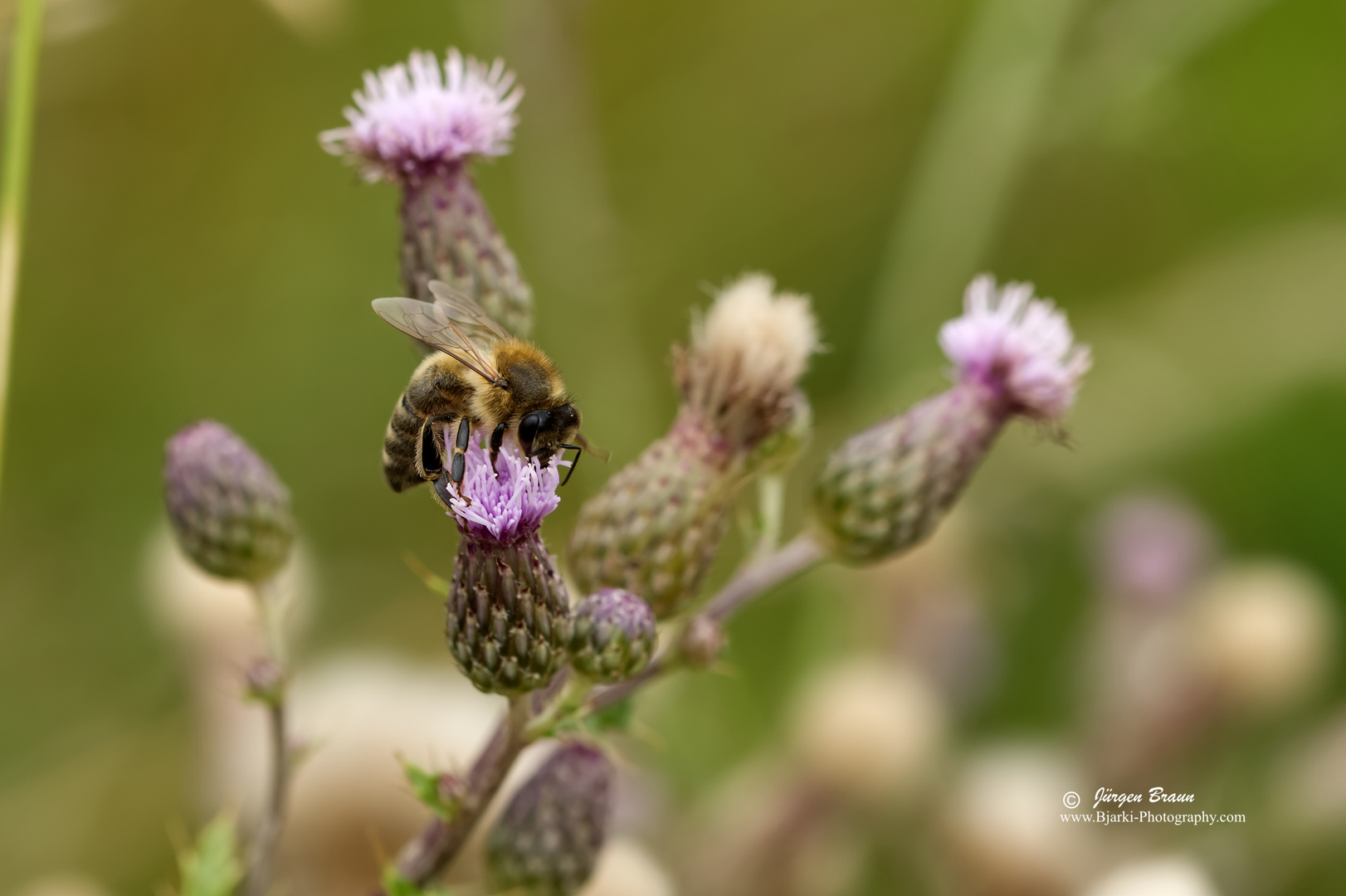 Biene auf violetten Blüte