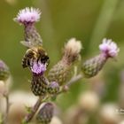 Biene auf violetten Blüte