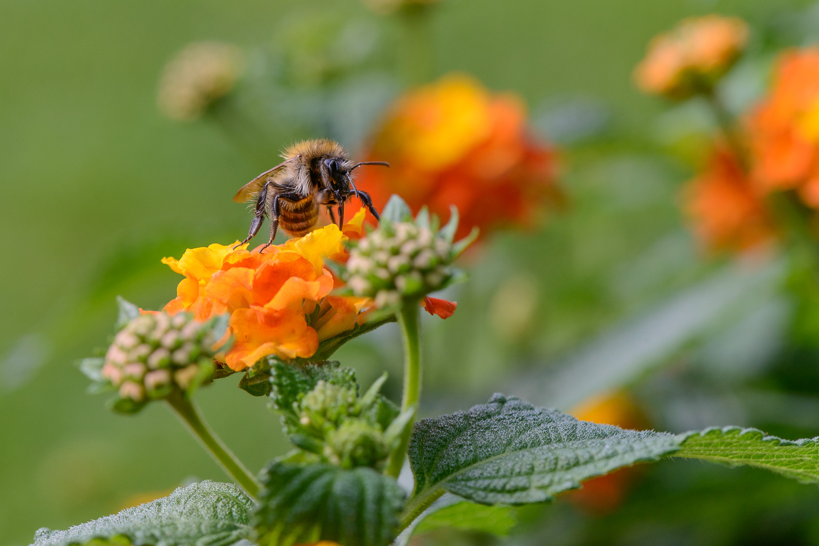 Biene auf Wandelröschen
