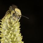 Biene auf Weidenkätzchen