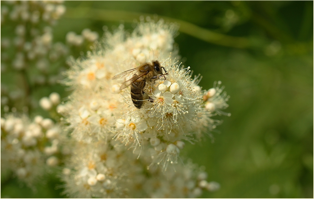 Biene auf weißen Blüten*