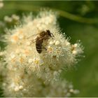 Biene auf weißen Blüten*