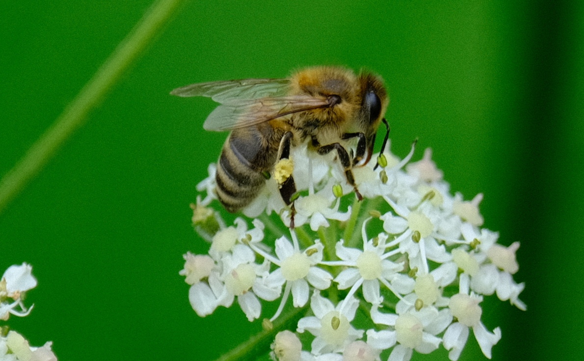 Biene auf weißer Blüte