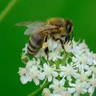 Biene auf weißer Blüte