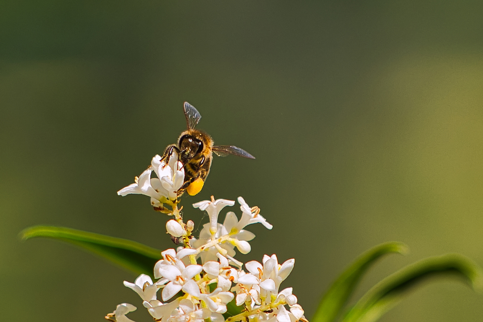 Biene auf weißer Blüte