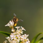 Biene auf weißer Blüte