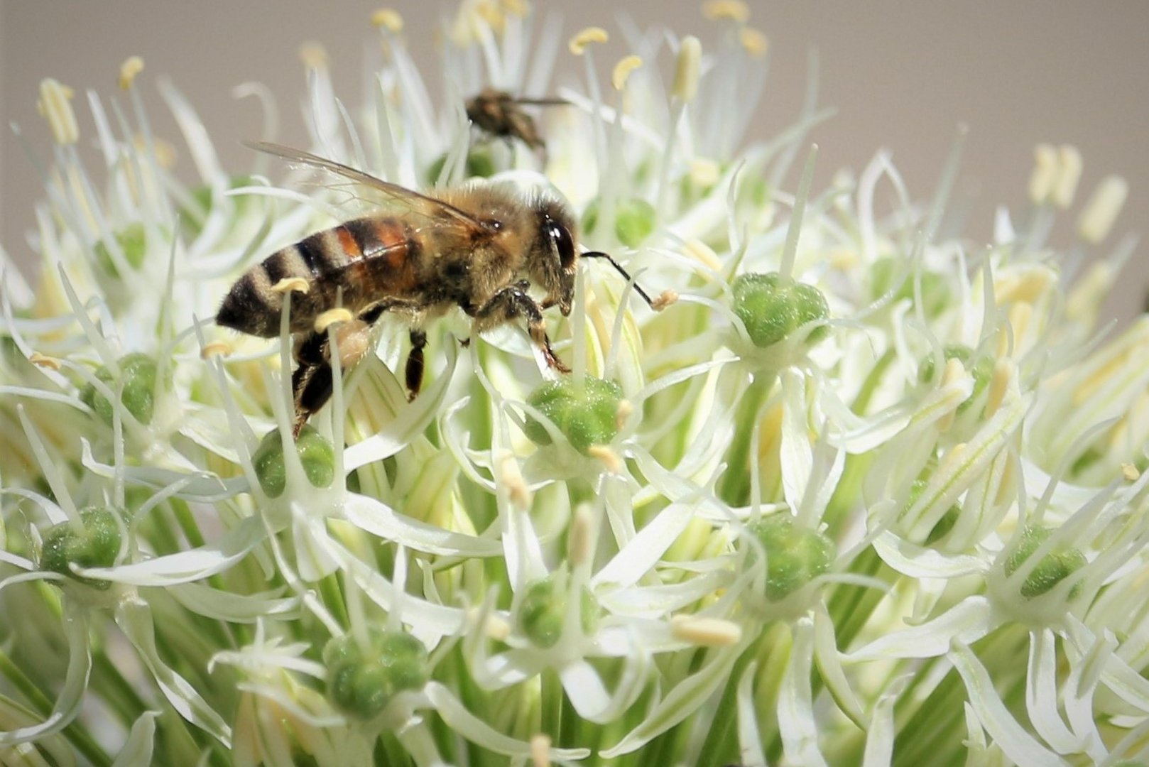 Biene auf weißer Zierlauch-Blüte