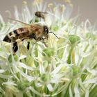 Biene auf weißer Zierlauch-Blüte