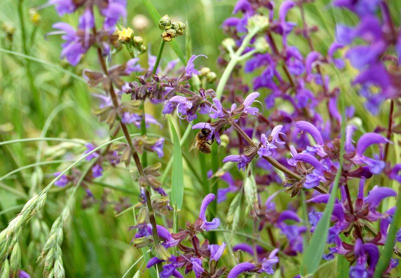 Biene auf Wiesensalbei