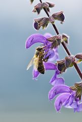 Biene auf Wiesensalbei