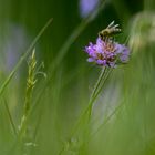 Biene auf Wildblume